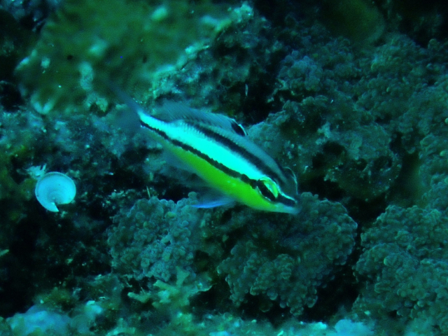 Pearly Monocle Bream - juvenile<br><span style='font-size:12px'><i>Dave & Rose</i></span>