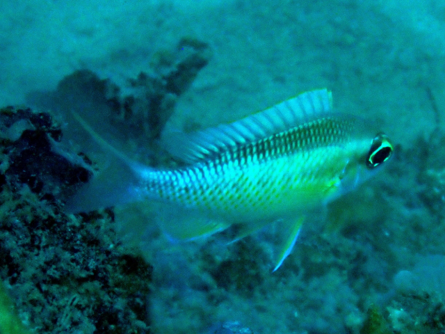 Pearly Monocle Bream<br><span style='font-size:12px'><i>Dave & Rose</i></span>