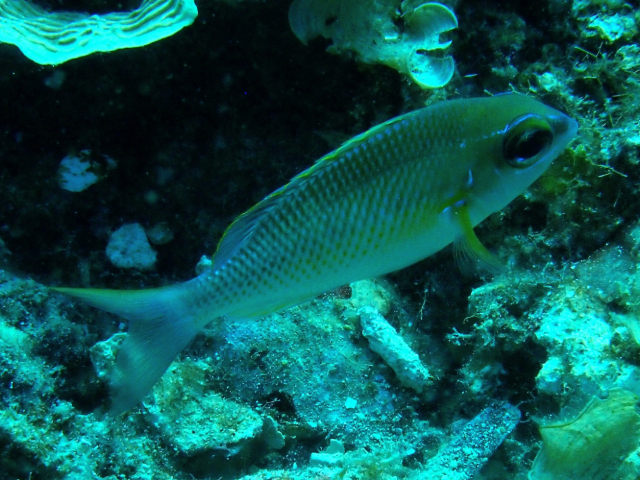 Pearly Monocle Bream<br><span style='font-size:12px'><i>Dave & Rose</i></span>