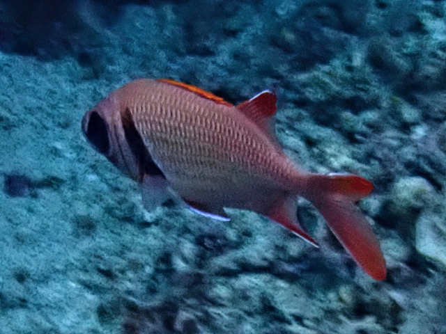 Pearly Soldierfish<br><span style='font-size:12px'><i>Dave & Rose</i></span>