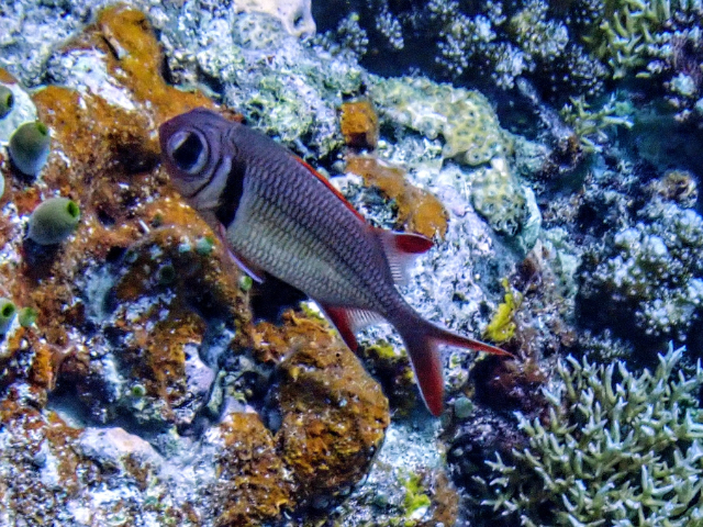 Click to View Pearly Soldierfish<br><span style='font-size:12px'><i>Dave & Rose</i></span>