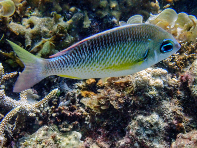 Pearly Monocle Bream<br><span style='font-size:12px'><i>Dave & Rose</i>&nbsp&nbspPhilippines&nbsp&nbsp26th Apr 2026</span>