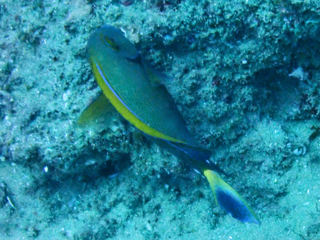 Click to View Pencilled Surgeonfish<br><span style='font-size:12px'><i>Dave & Rose</i></span>