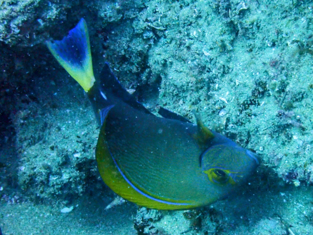 Click to View Pencilled Surgeonfish<br><span style='font-size:12px'><i>Dave & Rose</i></span>