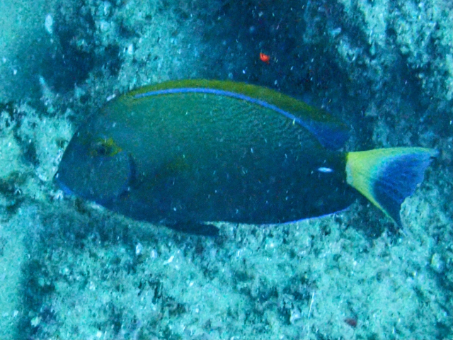 Click to View Pencilled Surgeonfish<br><span style='font-size:12px'><i>Dave & Rose</i></span>