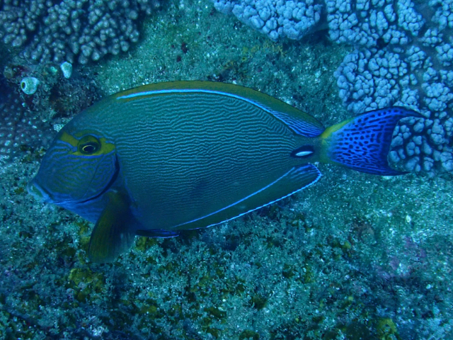Click to View Pencilled Surgeonfish<br><span style='font-size:12px'><i>Dave & Rose</i></span>