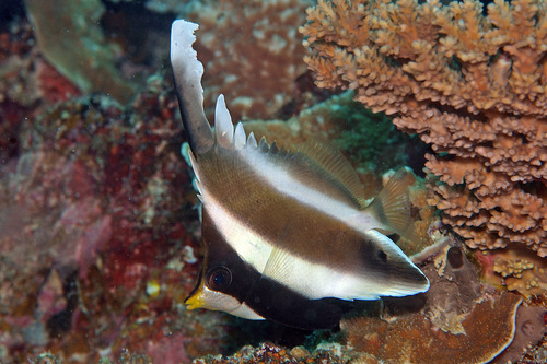 Pennant Bannerfish<br><span style='font-size:12px'><i>iNaturalist</i>&nbsp&nbsp&nbsp&nbsp</span>