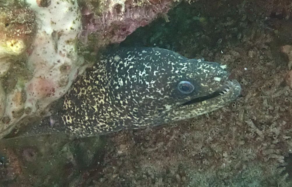 Click to View Peppered Moray<br><span style='font-size:12px'><i>Dave & Rose</i></span>