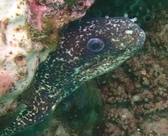 Click to View Peppered Moray<br><span style='font-size:12px'><i>Dave & Rose</i></span>