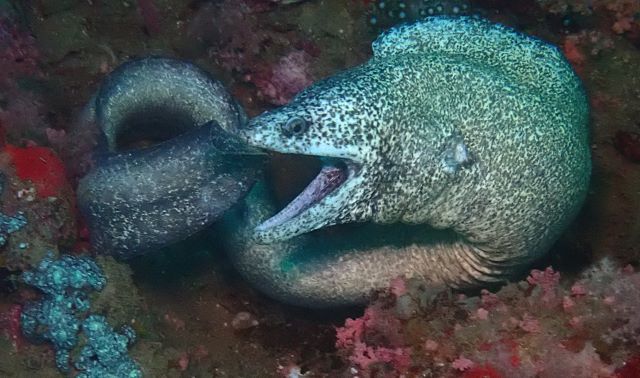 Click to View Peppered Moray<br><span style='font-size:12px'><i>Dave & Rose</i></span>