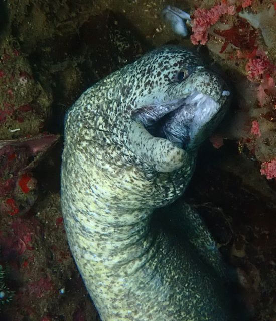 Click to View Peppered Moray<br><span style='font-size:12px'><i>Dave & Rose</i></span>