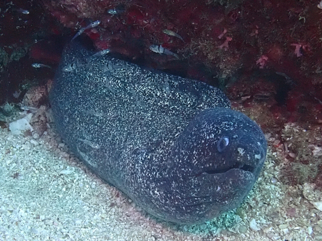 Click to View Peppered Moray<br><span style='font-size:12px'><i>Dave & Rose</i></span>