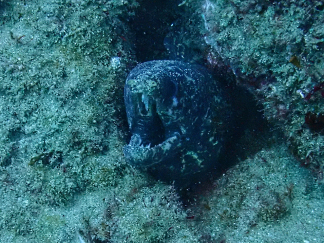 Click to View Peppered Moray<br><span style='font-size:12px'><i>Dave & Rose</i></span>