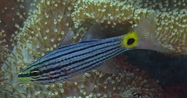 Click to View Wolf Cardinalfish<br><span style='font-size:12px'><i>Dave & Rose</i></span>