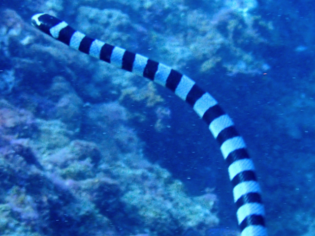 Click to View Persian Gulf Sea Snake<br><span style='font-size:12px'><i>Dave & Rose</i></span>