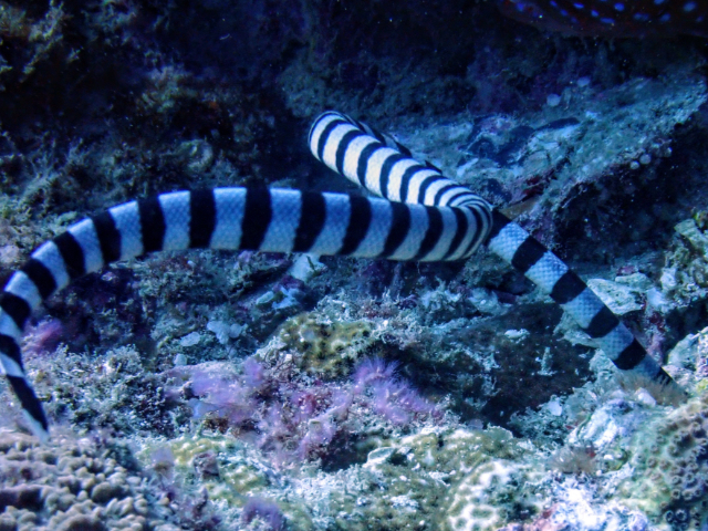 Click to View Persian Gulf Sea Snake<br><span style='font-size:12px'><i>Dave & Rose</i></span>