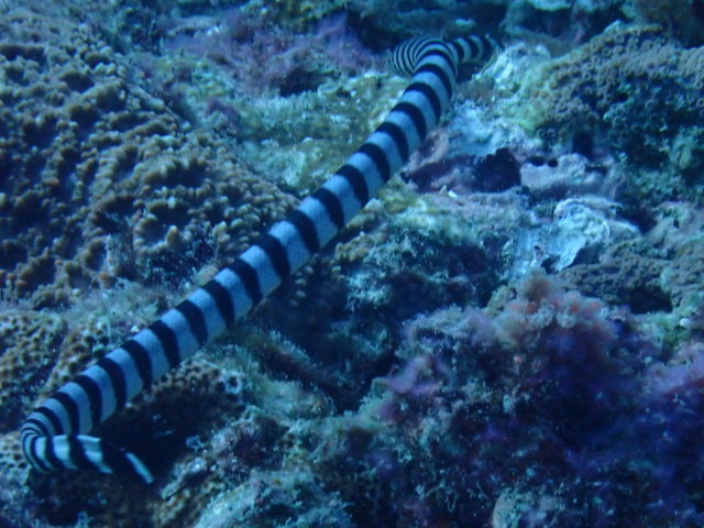 Click to View Persian Gulf Sea Snake<br><span style='font-size:12px'><i>Dave & Rose</i></span>