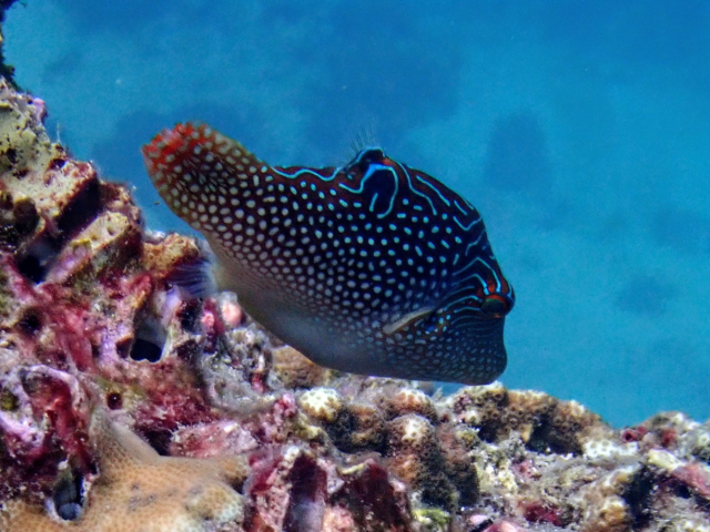 Click to View Peter's Toby<br><span style='font-size:12px'><i>Dave & Rose</i></span>