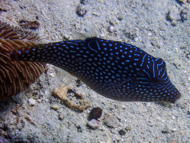 Click to View Peter's Toby<br><span style='font-size:12px'><i>Dave & Rose</i></span>