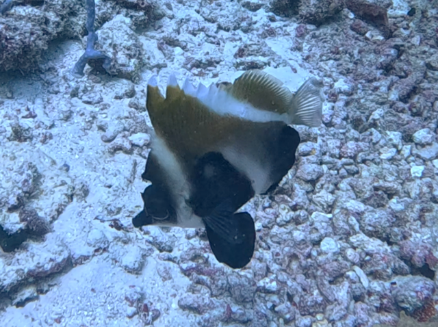 Click to View Phantom Bannerfish<br><span style='font-size:12px'><i>Dave & Rose</i></span>
