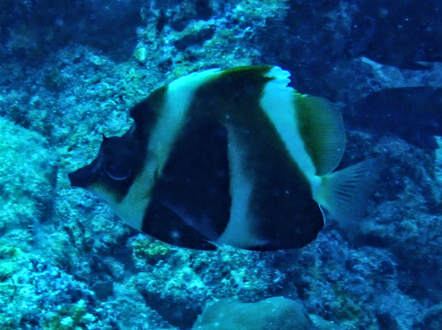 Click to View Phantom Bannerfish<br><span style='font-size:12px'><i>Dave & Rose</i></span>