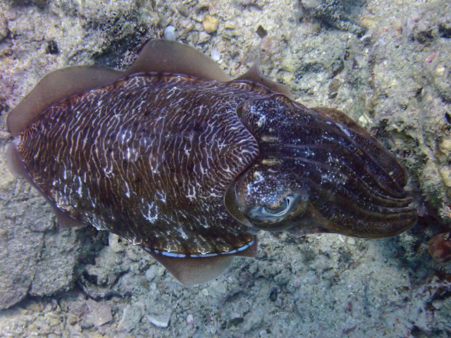 Click to View Pharaoh Cuttlefish<br><span style='font-size:12px'><i>Dave & Rose</i></span>