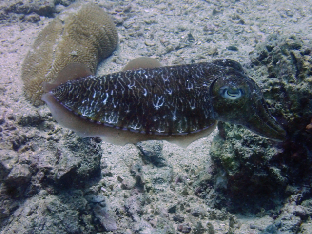 Click to View Pharaoh Cuttlefish<br><span style='font-size:12px'><i>Dave & Rose</i></span>