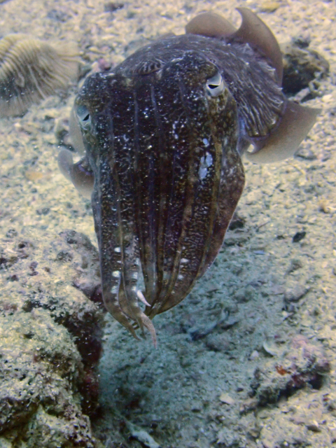 Click to View Pharaoh Cuttlefish<br><span style='font-size:12px'><i>Dave & Rose</i></span>