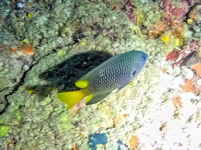 Philippine Damsel Philippine Damsel<br><span style='font-size:12px'><i>Dave & Rose</i>  Philippines  4th May 2026</span>