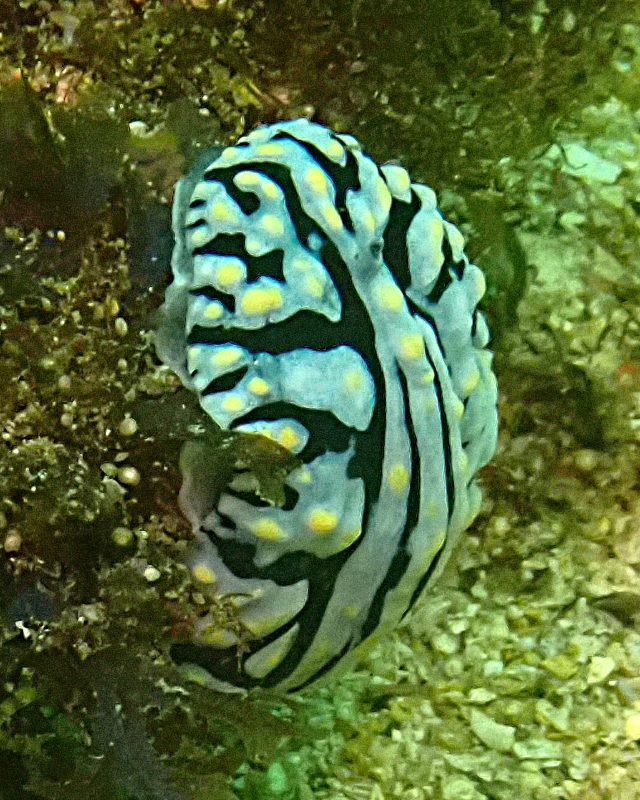 Click to View Varicose Wart Slug<br><span style='font-size:12px'><i>Dave & Rose</i></span>