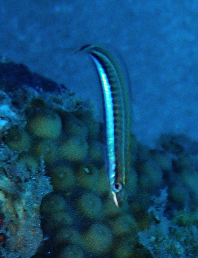 Click to View Piano Fangblenny<br><span style='font-size:12px'><i>Dave & Rose</i></span>