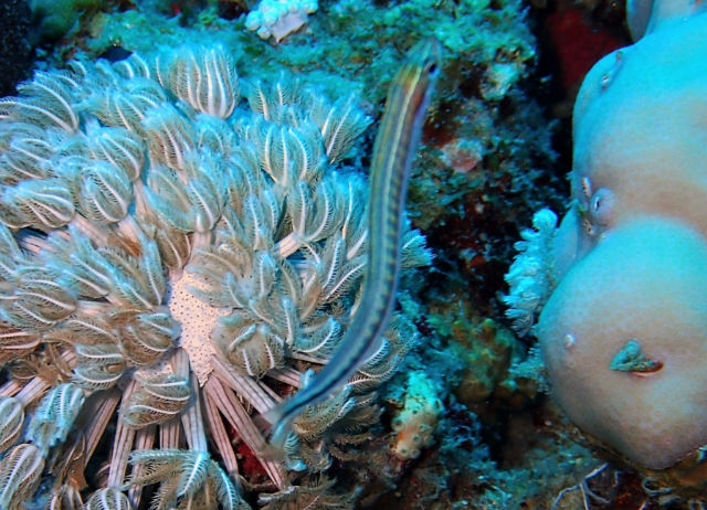 Click to View Piano Fangblenny<br><span style='font-size:12px'><i>Dave & Rose</i></span>