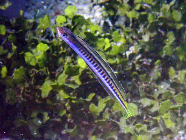 Click to View Piano Fangblenny<br><span style='font-size:12px'><i>Dave & Rose</i></span>