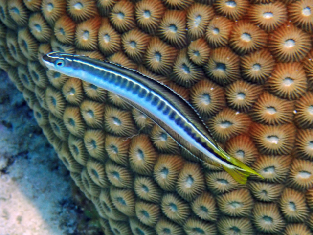 Click to View Piano Fangblenny<br><span style='font-size:12px'><i>Dave & Rose</i></span>