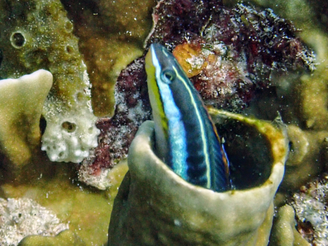 Click to View Piano Fangblenny<br><span style='font-size:12px'><i>Dave & Rose</i></span>