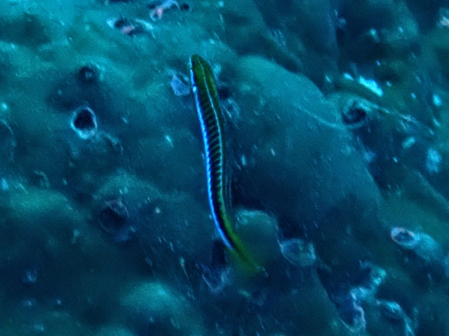 Click to View Piano Fangblenny<br><span style='font-size:12px'><i>Dave & Rose</i></span>