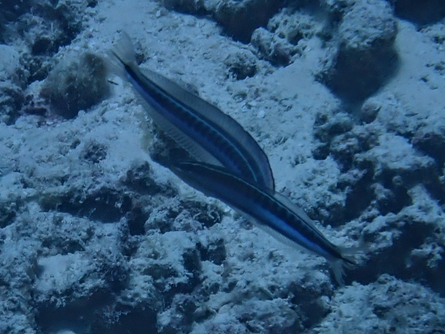 Piano Fangblenny<br><span style='font-size:12px'><i>Dave & Rose</i></span>