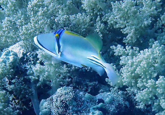 Click to View Picassofish<br><span style='font-size:12px'><i>Dave & Rose</i></span>