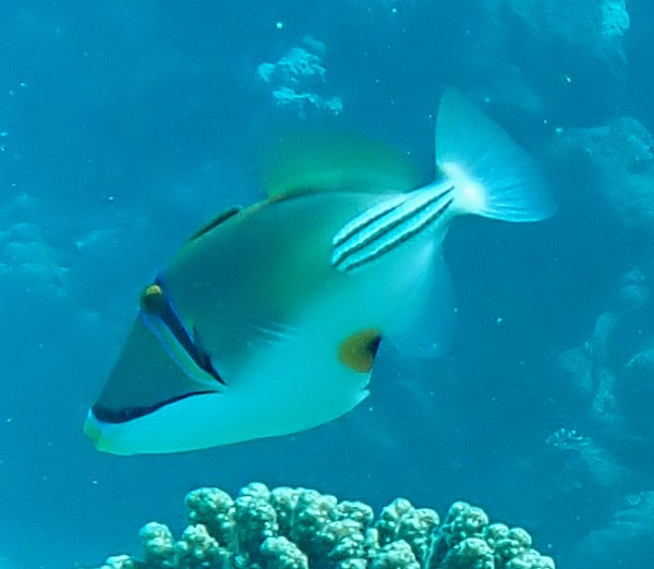 Click to View Picassofish<br><span style='font-size:12px'><i>Dave & Rose</i></span>