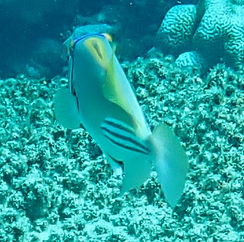 Click to View Picassofish<br><span style='font-size:12px'><i>Dave & Rose</i></span>