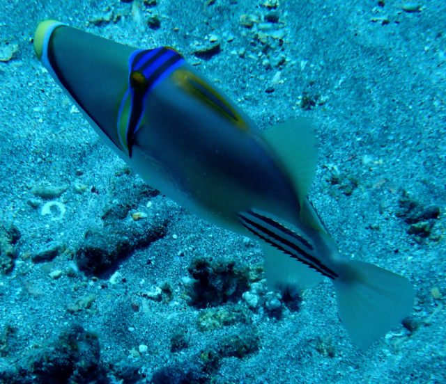 Click to View Picassofish<br><span style='font-size:12px'><i>Dave & Rose</i></span>