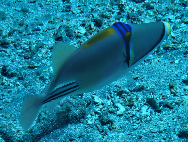 Click to View Picassofish<br><span style='font-size:12px'><i>Dave & Rose</i></span>