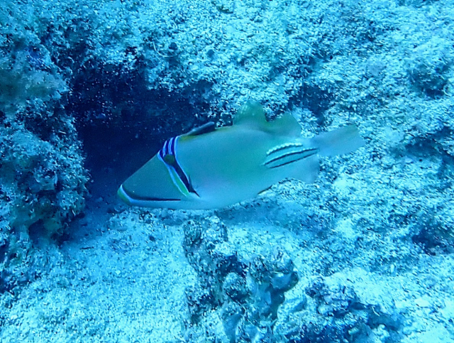 Click to View Picassofish<br><span style='font-size:12px'><i>Dave & Rose</i></span>