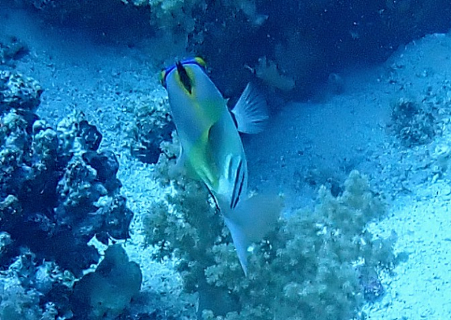 Click to View Picassofish<br><span style='font-size:12px'><i>Dave & Rose</i></span>