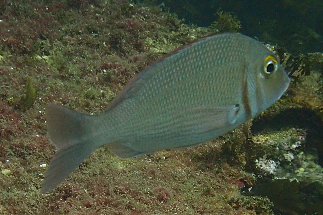 Click to View Picnic Sea Bream<br><span style='font-size:12px'><i>Dave & Rose</i></span>