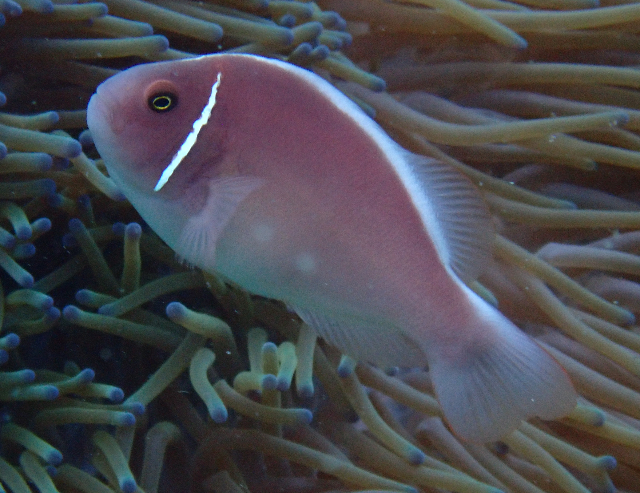 Click to View Pink Anemonefish<br><span style='font-size:12px'><i>Dave & Rose</i></span>
