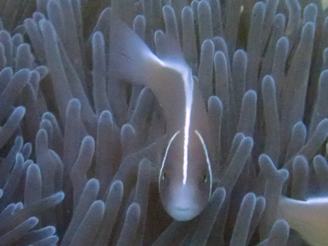 Click to View Pink Anemonefish<br><span style='font-size:12px'><i>Dave & Rose</i></span>