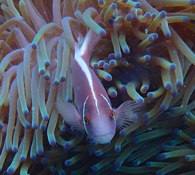 Click to View Pink Anemonefish<br><span style='font-size:12px'><i>Dave & Rose</i></span>
