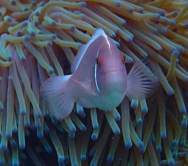 Click to View Pink Anemonefish<br><span style='font-size:12px'><i>Dave & Rose</i></span>