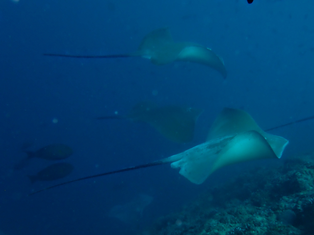 Click to View Pink Whipray<br><span style='font-size:12px'><i>Dave & Rose</i></span>